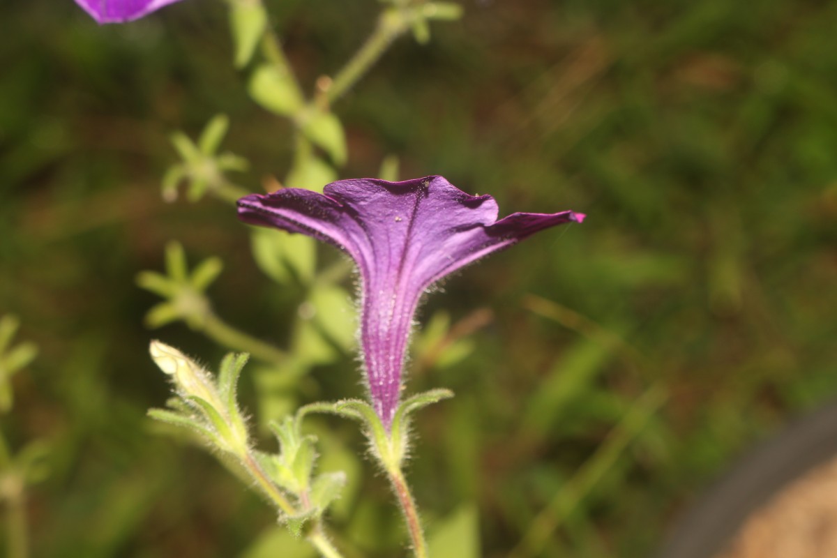 Petunia integrifolia (Hook.) Schinz & Thell.